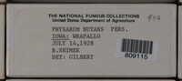 Physarum nutans image